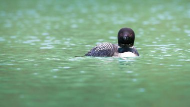Çılgınlık bu, hayvan. Doğa, fauna 