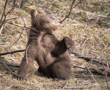 Wild black bears. Nature, fauna