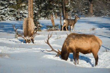 Wild bull elks. Nature, fauna  