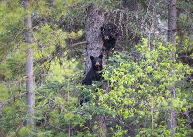 Vahşi kara ayı. Doğa, fauna
