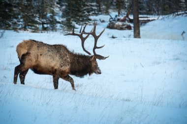 Wild bull elk. Nature, fauna    