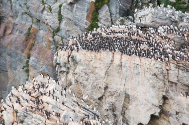 Baffin Adası 'nda kedi yavruları