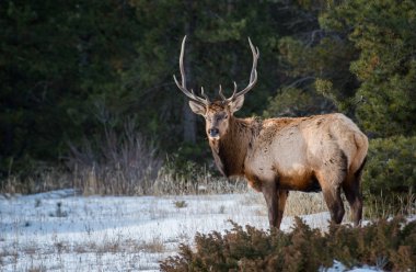 Wild bull elk. Nature, fauna    