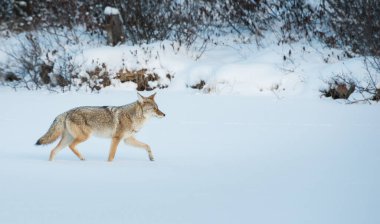 Vahşi bir çakal. Doğa, fauna