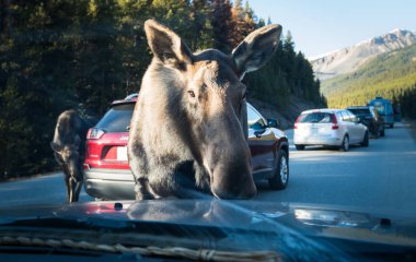 Vahşi boğa geyiği yolda. Doğa, fauna     