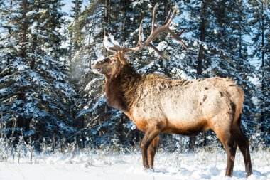 Vahşi geyik, hayvan. Doğa, fauna