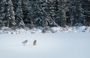 Vahşi çakallar. Doğa, fauna