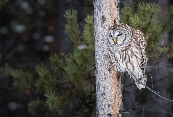 Gufo Selvatico Animale Natura Fauna — Foto Stock