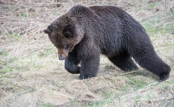 Urso Pardo Selvagem Natureza Fauna — Fotografia de Stock