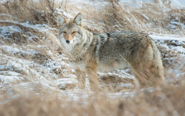 Coyote — Stock Photo, Image