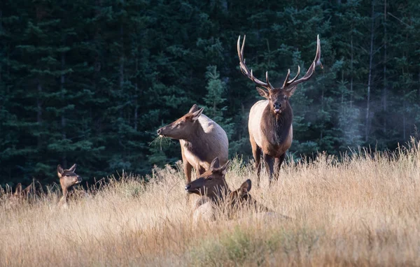 Alces Estado Selvagem Animais Natureza Fauna — Fotografia de Stock