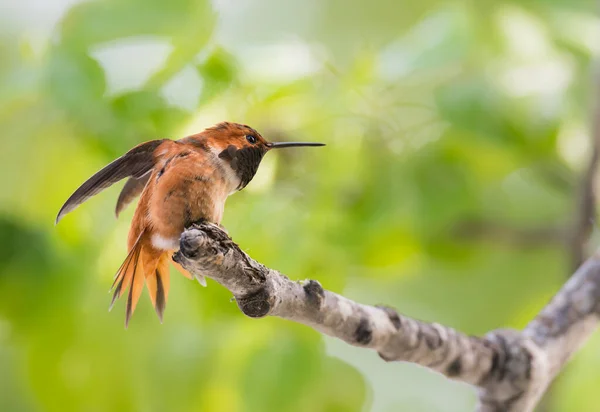 Hummingbirdin Wild Bird Nature Fauna — Stock Photo, Image