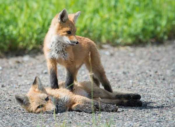 Czerwone Lisy Zwierzęta Natura Fauna — Zdjęcie stockowe