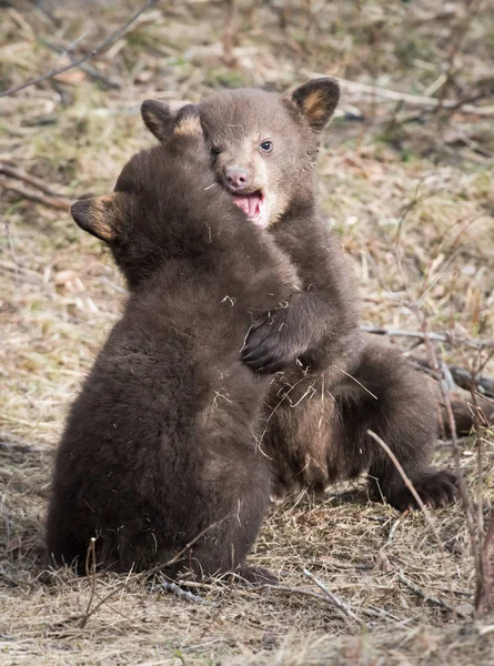 Dzikie Czarne Niedźwiedzie Natura Fauna — Zdjęcie stockowe