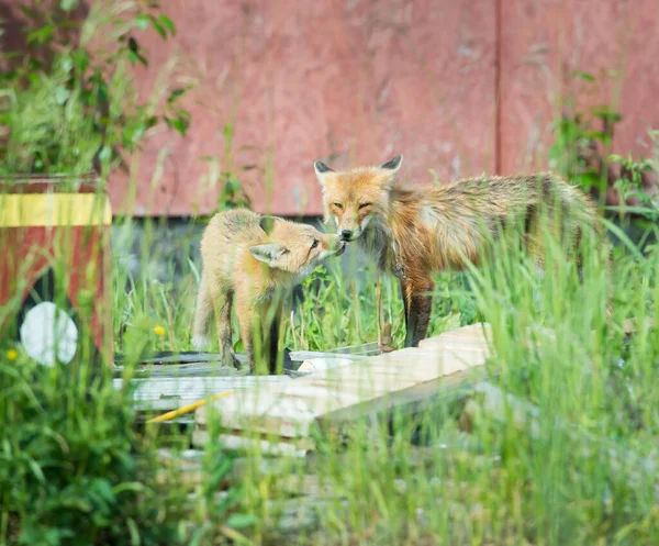 赤狐動物自然 — ストック写真