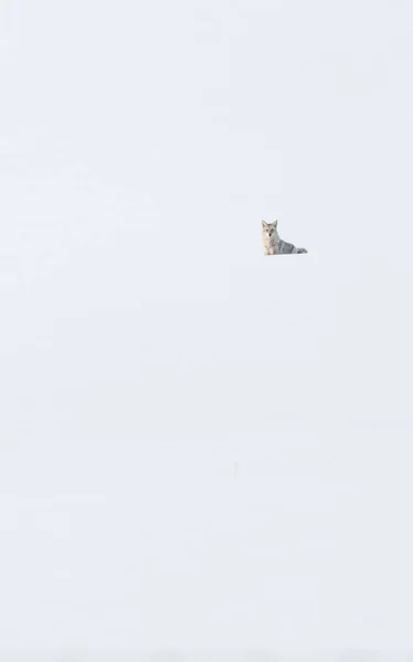 Kojote Freier Wildbahn Natur Fauna — Stockfoto