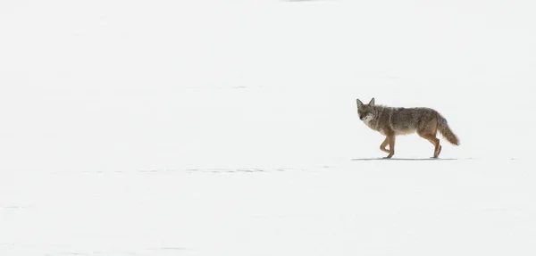 Coyote Het Wild Natuur Fauna — Stockfoto