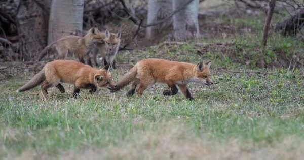 Červené Lišky Zvířata Příroda Fauna — Stock fotografie