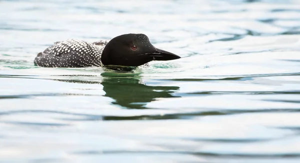 Loon Estado Selvagem Animal Natureza Fauna — Fotografia de Stock