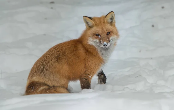 Czerwony Lis Zwierzę Natura Fauna — Zdjęcie stockowe