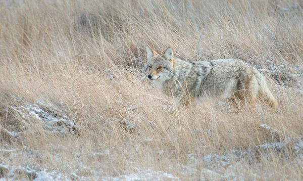 Coyote — Stock Photo, Image