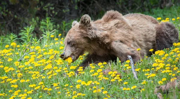 Grizzli Sauvage Nature Faune — Photo