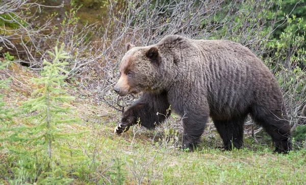 Divoký Medvěd Grizzly Příroda Fauna — Stock fotografie