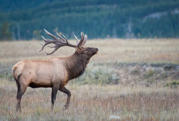 Elk Wild Animal Nature Fauna — Stock Photo, Image