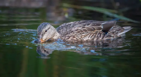 Biber Freier Wildbahn Tier Natur Fauna — Stockfoto