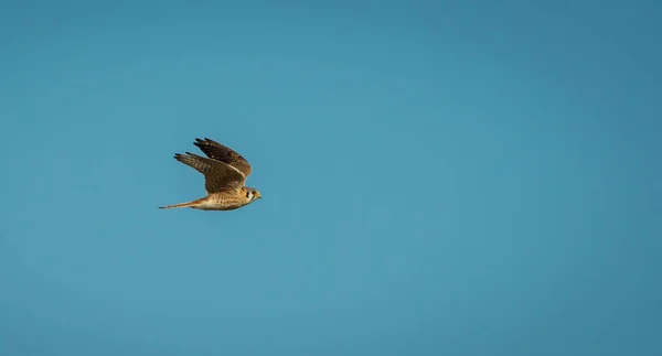 Dzika Przyroda Jastrząb Ptak Natura Fauna — Zdjęcie stockowe