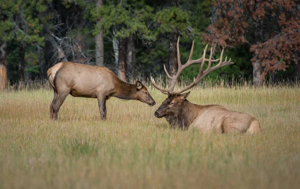 Alces Toros Salvajes Naturaleza Fauna —  Fotos de Stock