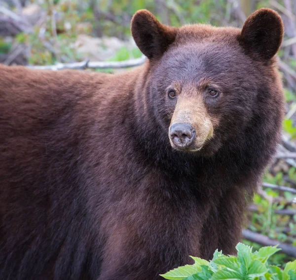 Orso Nero Selvatico Natura Fauna — Foto Stock