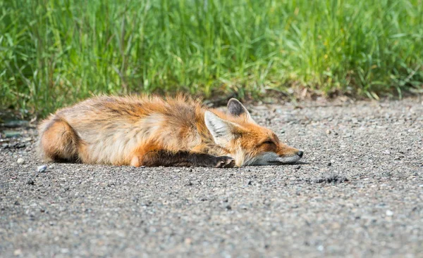 Raposa Vermelha Animal Natureza Fauna — Fotografia de Stock