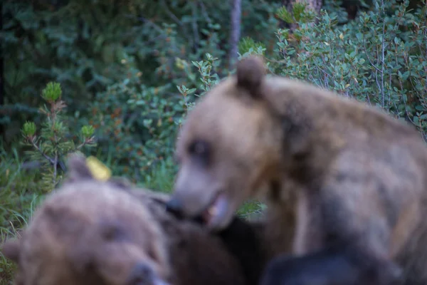 Ursos Pardos Selvagens Natureza Fauna — Fotografia de Stock