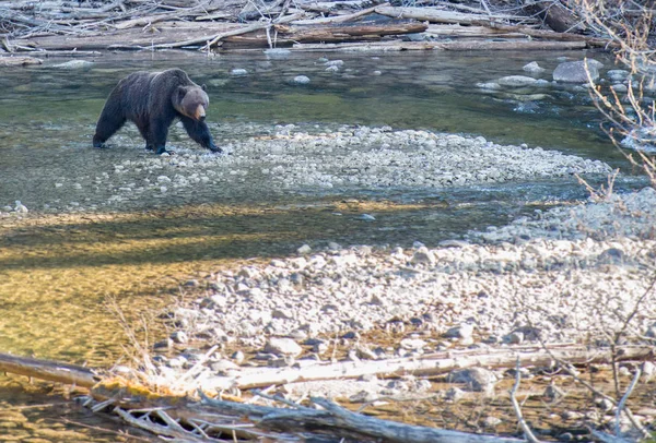 Divoký Medvěd Grizzly Příroda Fauna — Stock fotografie