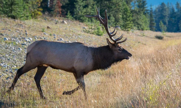 Wild Bull Elk Nature Fauna — Stok fotoğraf