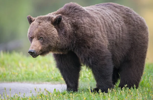 Orso Grizzly Selvatico Natura Fauna — Foto Stock