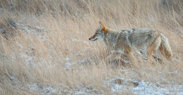 Coyote Wild Nature Fauna — Stock Photo, Image