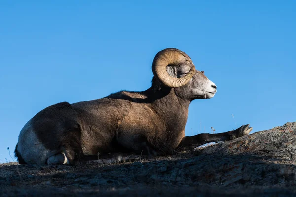 Bighorn Sheep Ram Natureza Fauna — Fotografia de Stock