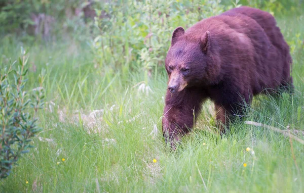 Wilde Zwarte Beer Natuur Fauna — Stockfoto