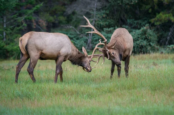 Alces Touro Selvagens Natureza Fauna — Fotografia de Stock