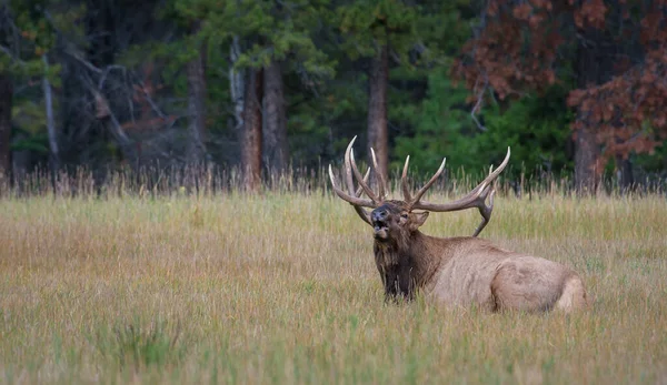 Wild Bull Elk Nature Fauna — 스톡 사진