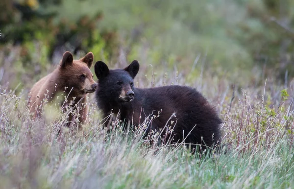 Ursos Negros Selvagens Natureza Fauna — Fotografia de Stock