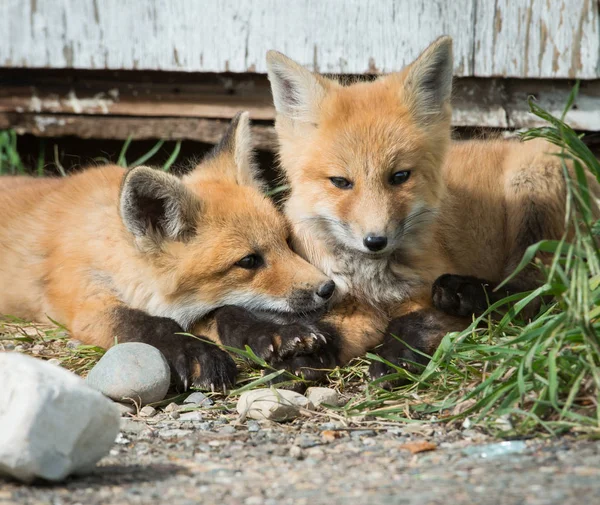 Zorros Rojos Animales Naturaleza Fauna — Foto de Stock