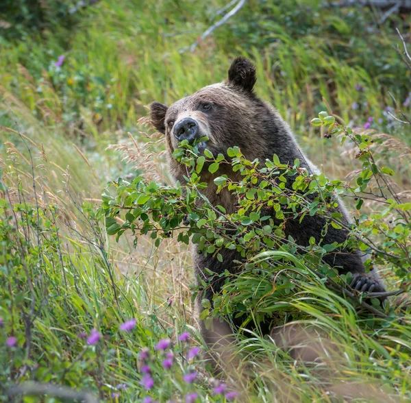 Orso Grizzly Selvatico Natura Fauna — Foto Stock