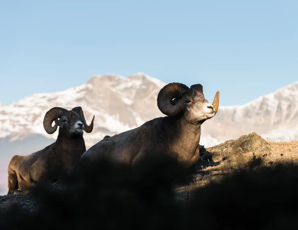 Овцы Бигхорн Бараны Природа Фауна — стоковое фото