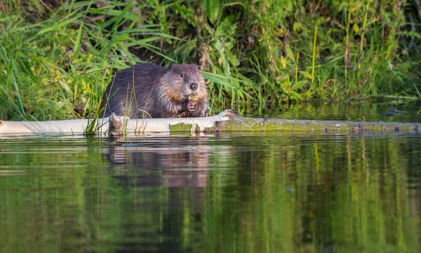 Castor Estado Selvagem Animal Natureza Fauna — Fotografia de Stock