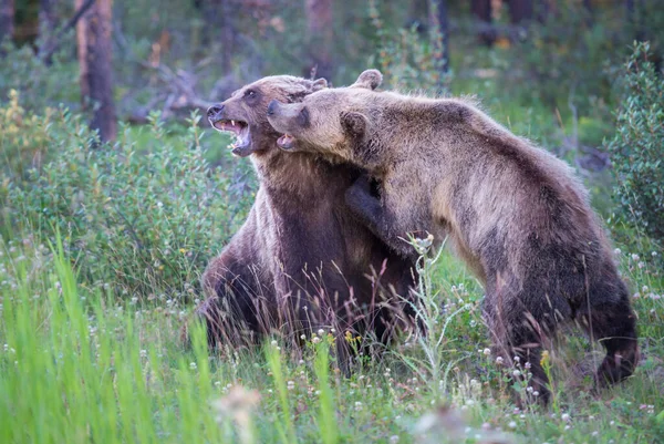 Divocí Medvědi Grizzly Příroda Fauna — Stock fotografie