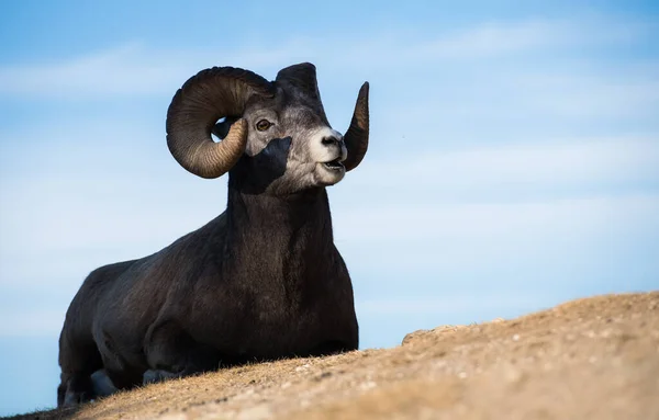 Bighorn Sheep Ram Natureza Fauna — Fotografia de Stock