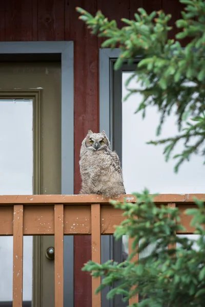 Hibou Sauvage Oiseau Nature Faune — Photo